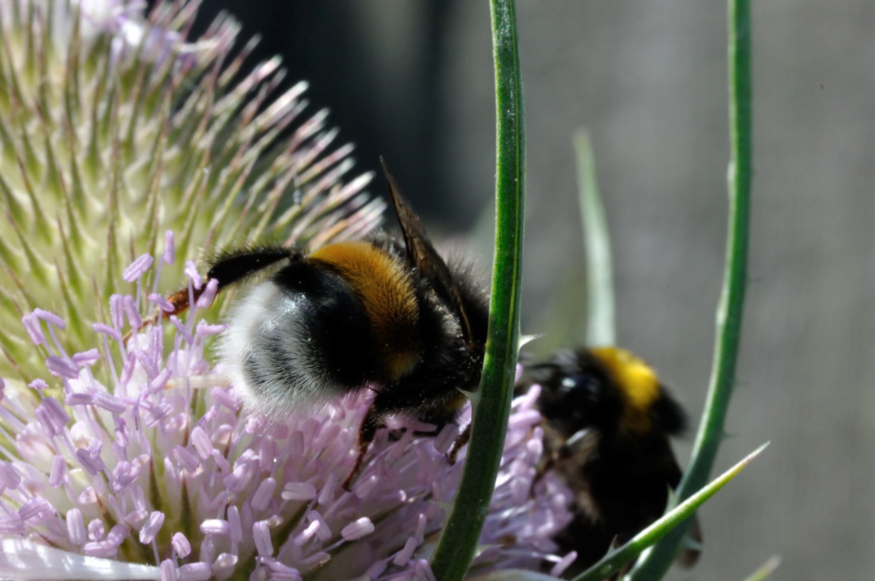 Naturnah gärtnern Lokale Agenda AG Naturnaher Garten